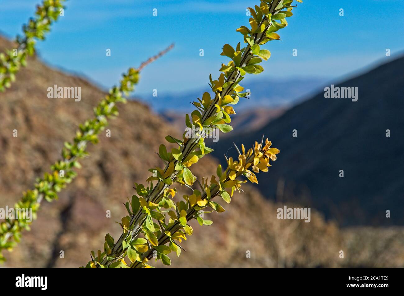 Ocotillo cactus with long spindly branches stand out in the stark arid
