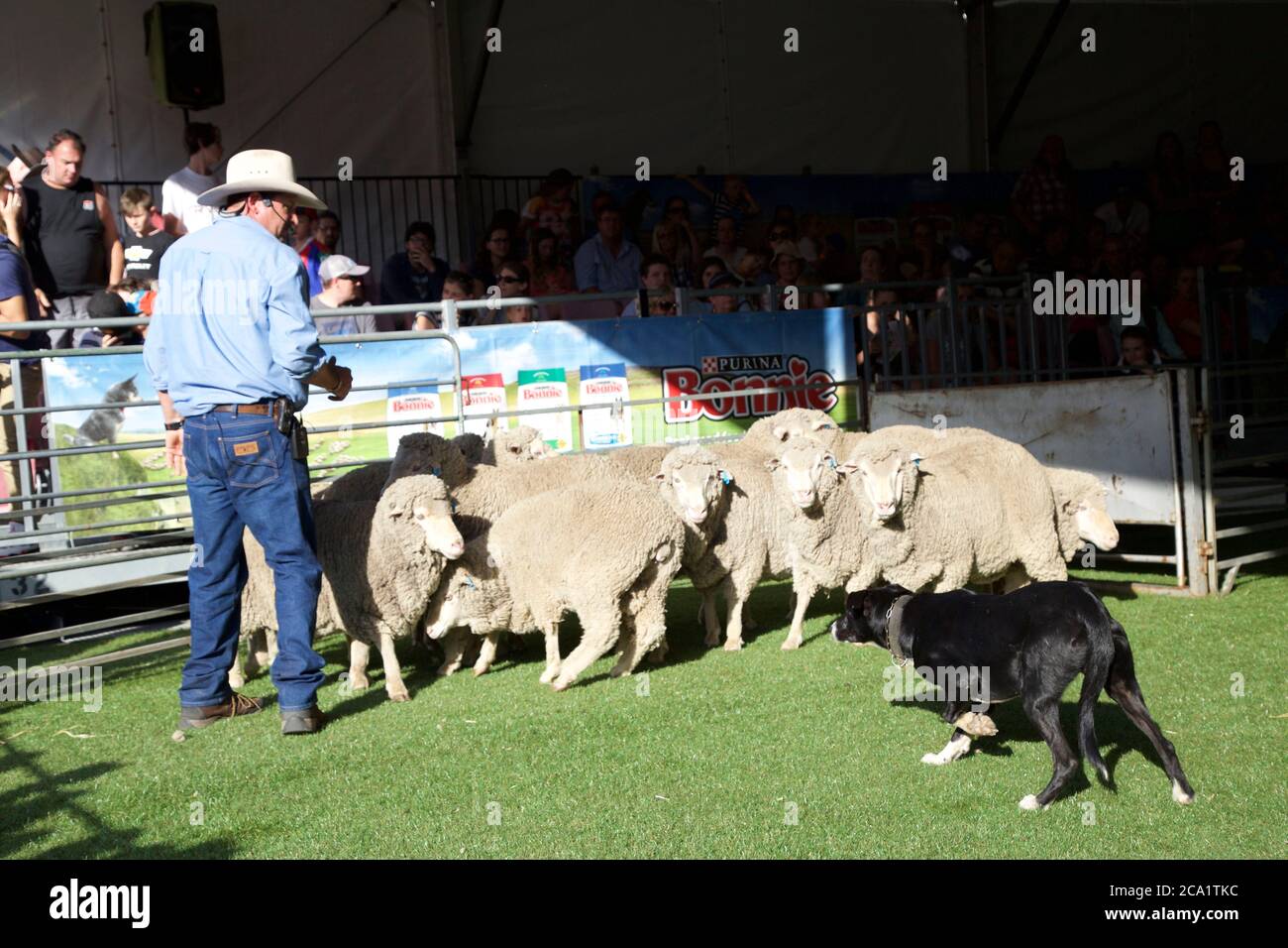 Yard dog performance at the Sydney Royal Easter Show Stock Photo Alamy