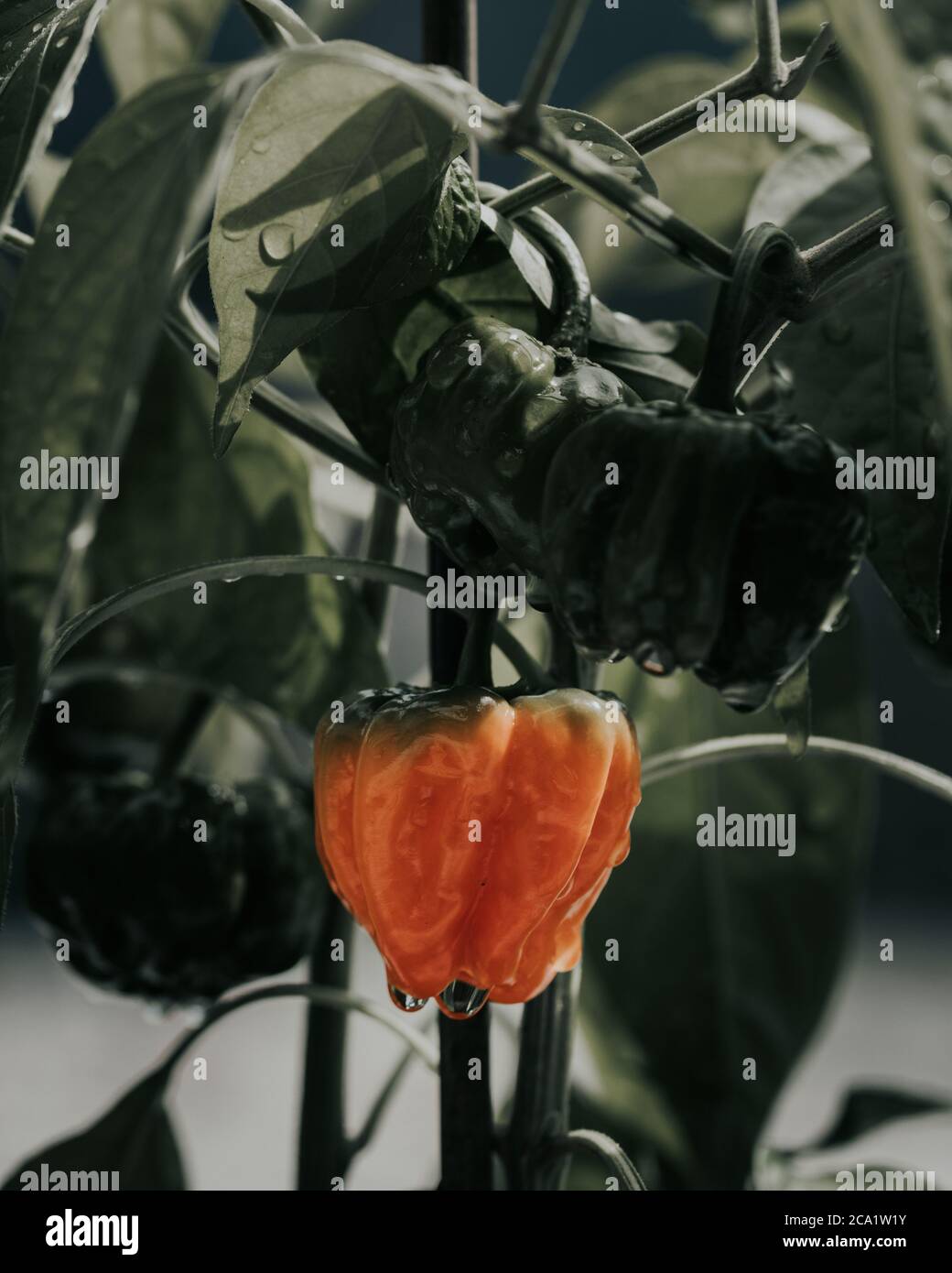 Health plant of chili pepper "Habanero Red", growing in a garden Stock ...