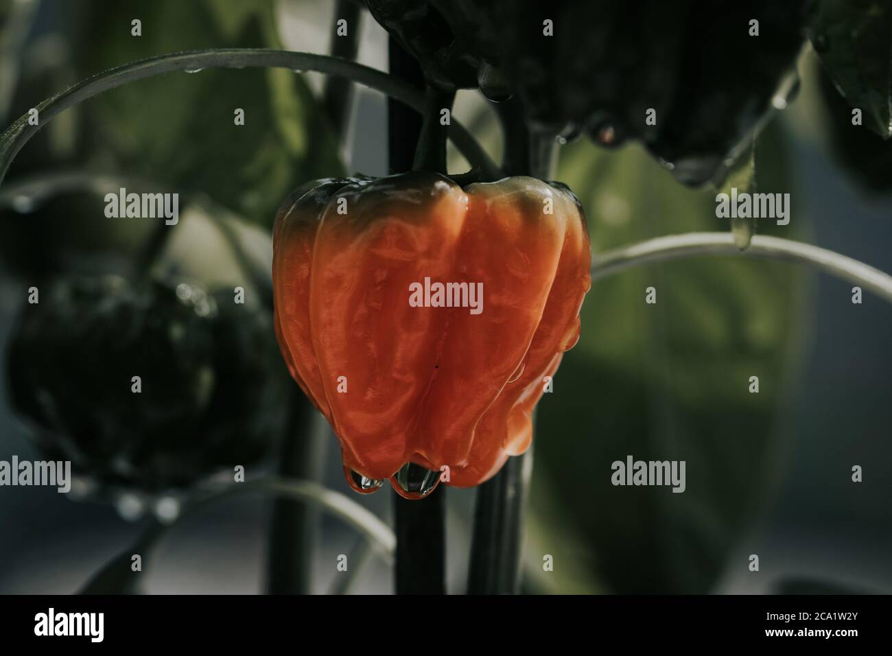 Health plant of chili pepper "Habanero Red", growing in a garden Stock ...