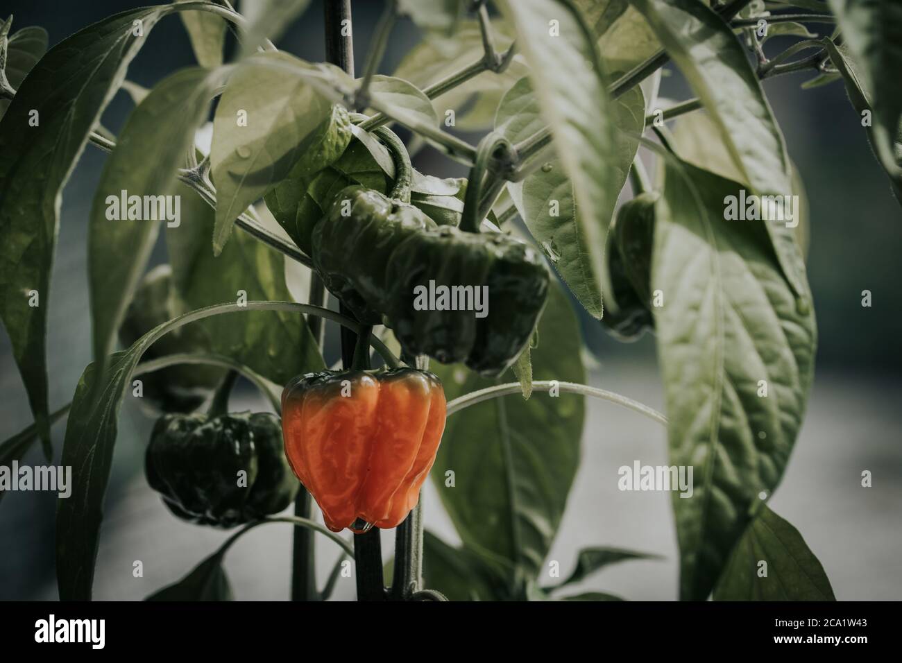 Health plant of chili pepper "Habanero Red", growing in a garden Stock ...