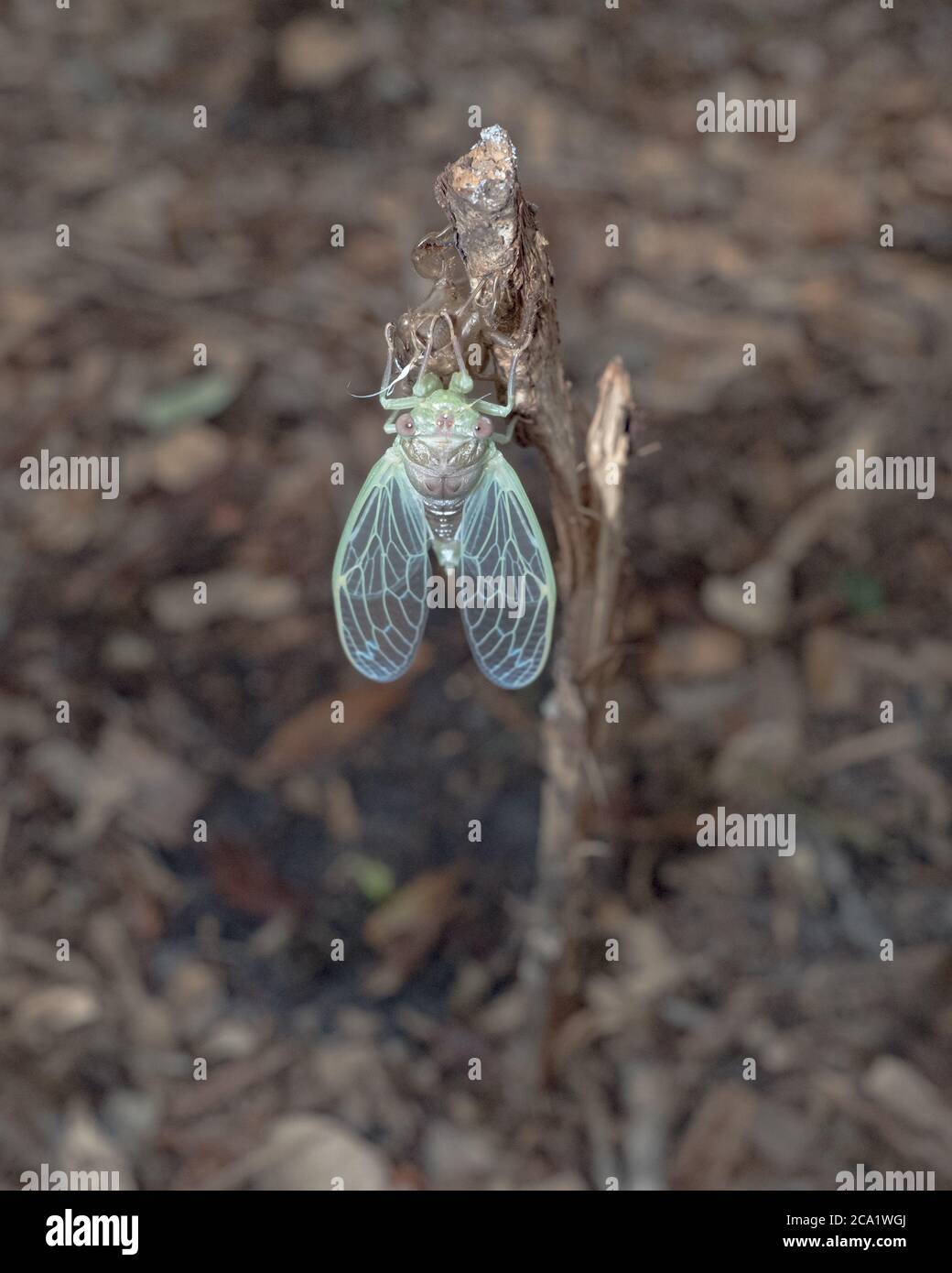 A cicadas freshly emerged from it's nymphs exoskeleton. Stock Photo