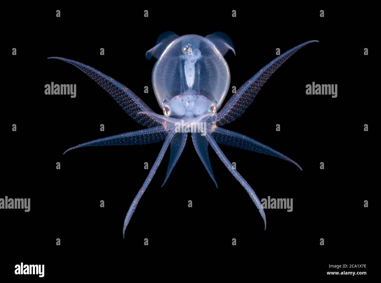 juvenile deep water diamond squid, Thysanoteuthis rhombus, photographed during a black water drift dive near the surface in waters 600 feet deep, Palm Stock Photo