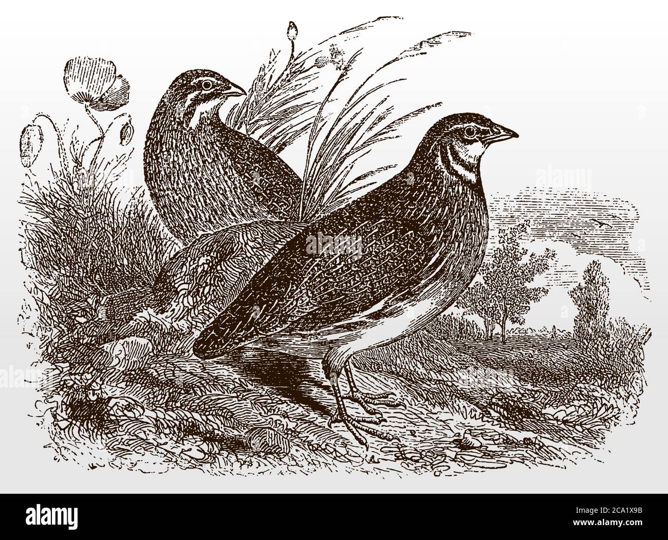 Two common quails coturnix standing on grassland, after antique