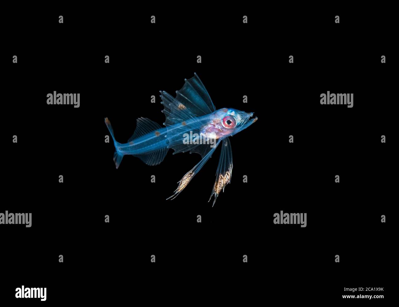 Snaketooth fish or Swallower, Chiasmodontidae, a deep-sea percomorph fish, photographed at 30 foot depth with the bottom more than 600 feet below duri Stock Photo