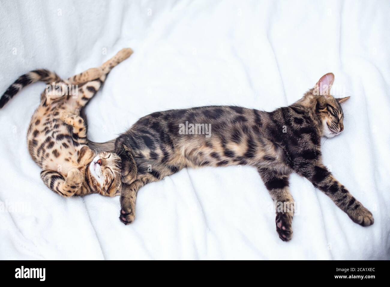 Two Bengal cats sleeping on the white background Stock Photo Alamy