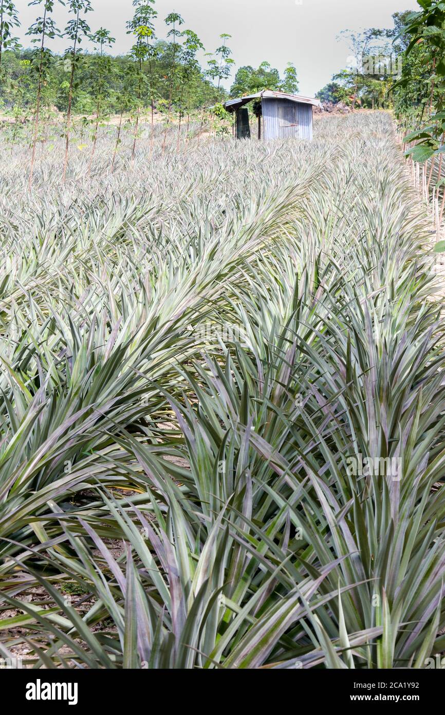Pineapple field and hut, Phuket, Thailand Stock Photo Alamy