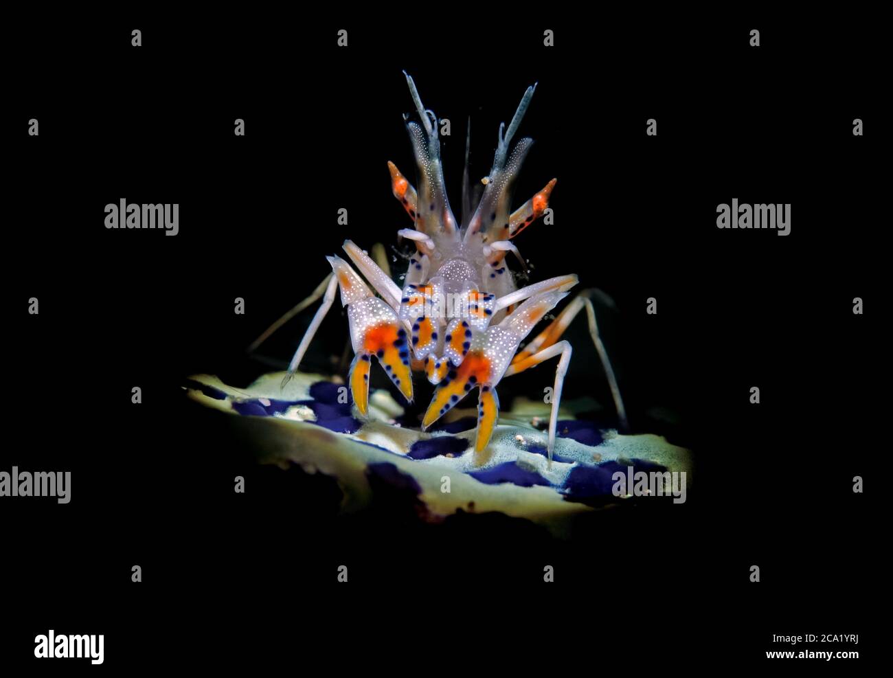 Spiny Tiger Shrimp, Phyllognathia ceratophtalmus, Anilao, Philippines, Pacific Ocean Stock Photo