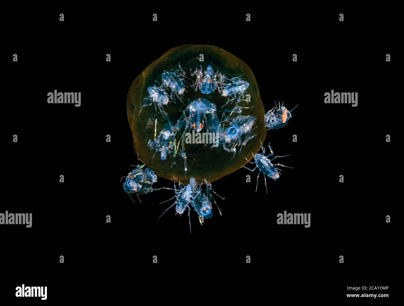 deep sea hyperiid amphipod, Phronima sp., parasitic amphipod, parasite or parasitoid -  Instead of constantly feeding on a live host, females attack s Stock Photo