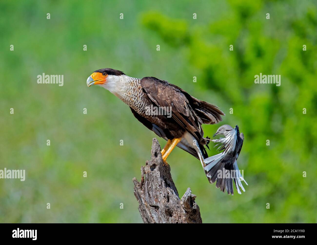 Northern Mockingbird, Mimus polyglottos, fiercely fending off Northern Crested Caracara, Caracara cheriway, from its nearby nest, Texas, USA Stock Photo
