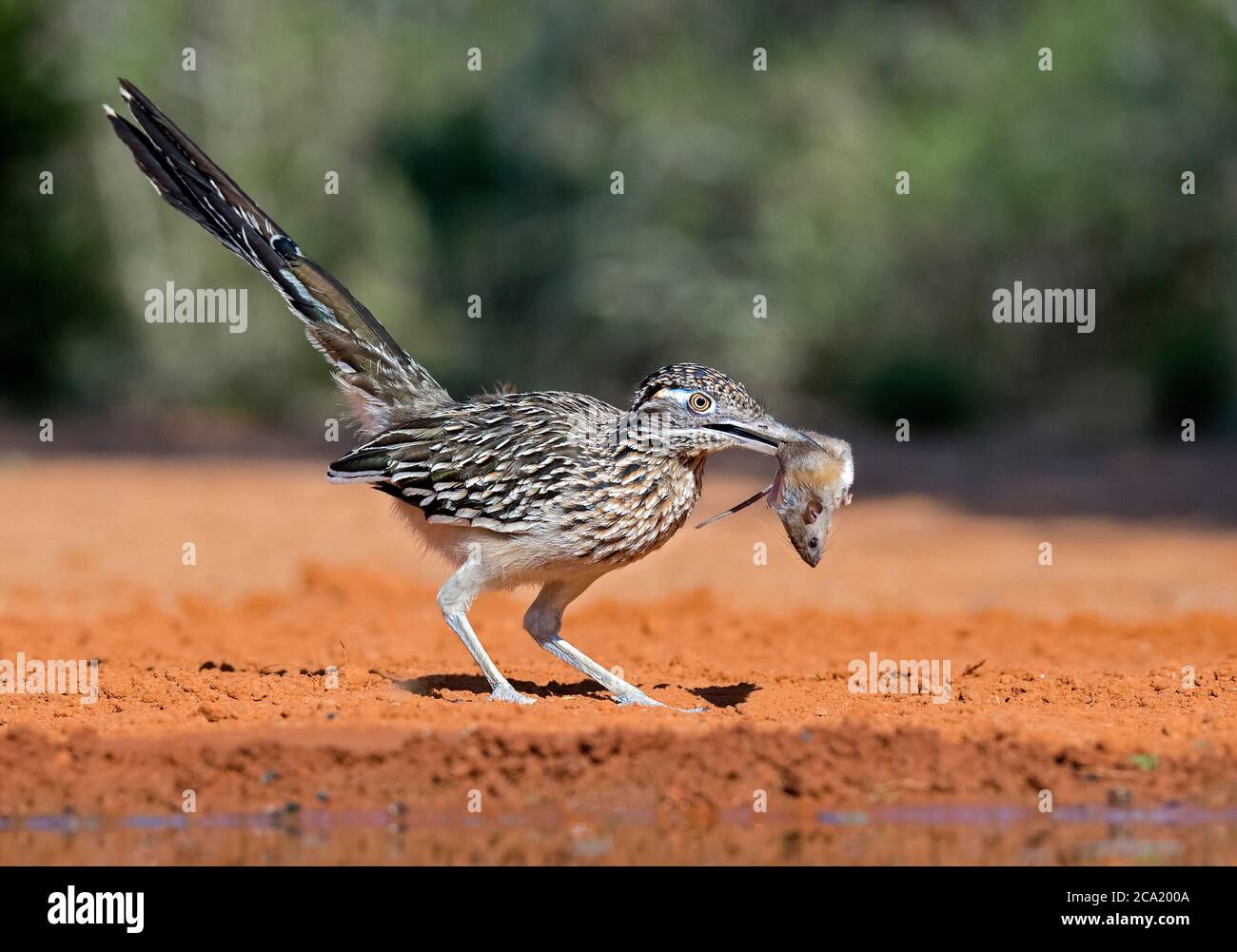 greater roadrunner, Geococcyx californianus, with a prey mouse, Mus sp., Texas, USA Stock Photo