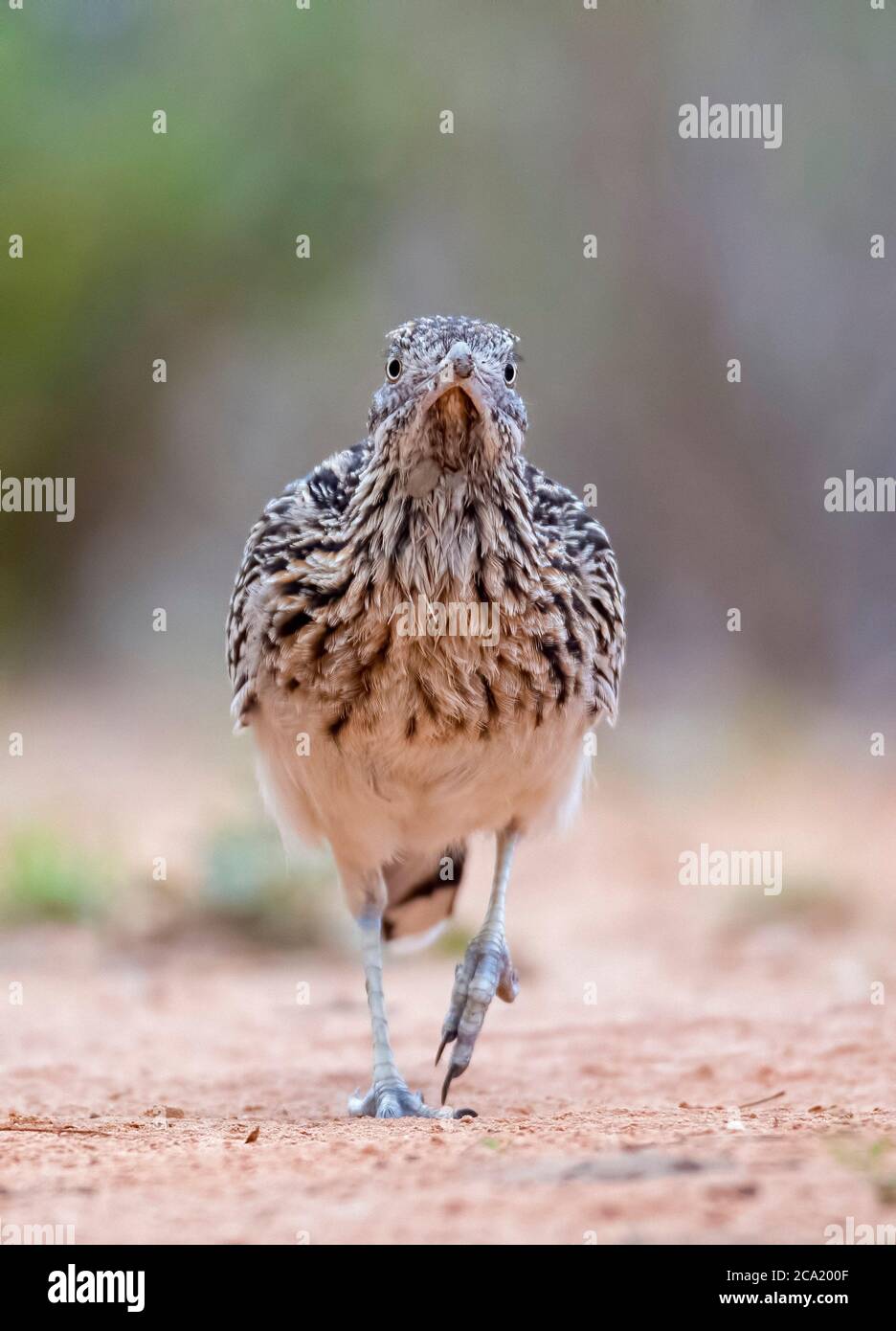 greater roadrunner, Geococcyx californianus, Texas, USA Stock Photo