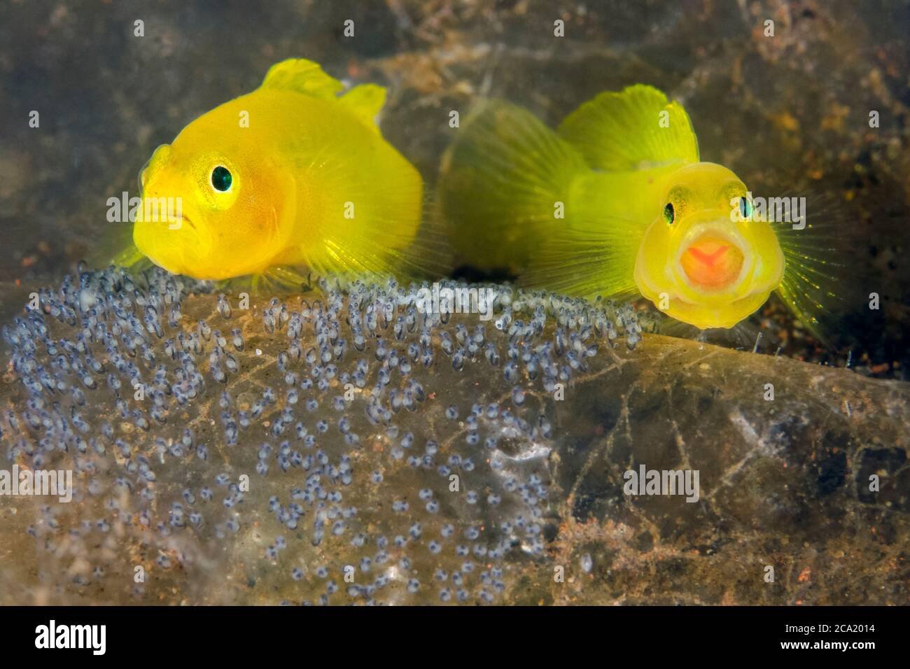 Yellow Goby, Lubricogobius exiguus, mating pair, tending and guarding its eggs, Tulamben, Bali, Indonesia, Indo-Pacific Ocean Stock Photo