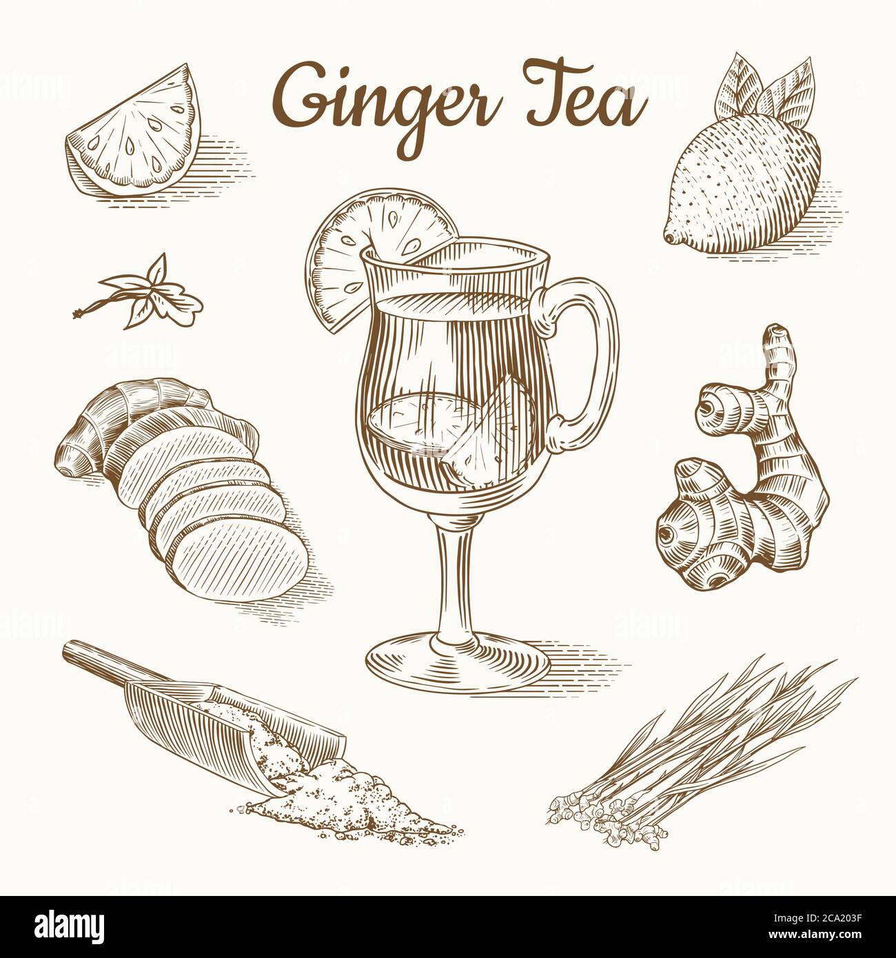Ginger tea poster. Chopped rhizome or root, Fresh plant, Bag and tea in glass cup. Vector Engraved hand drawn sketch. Pieces of ingredient set. Detox Stock Vector