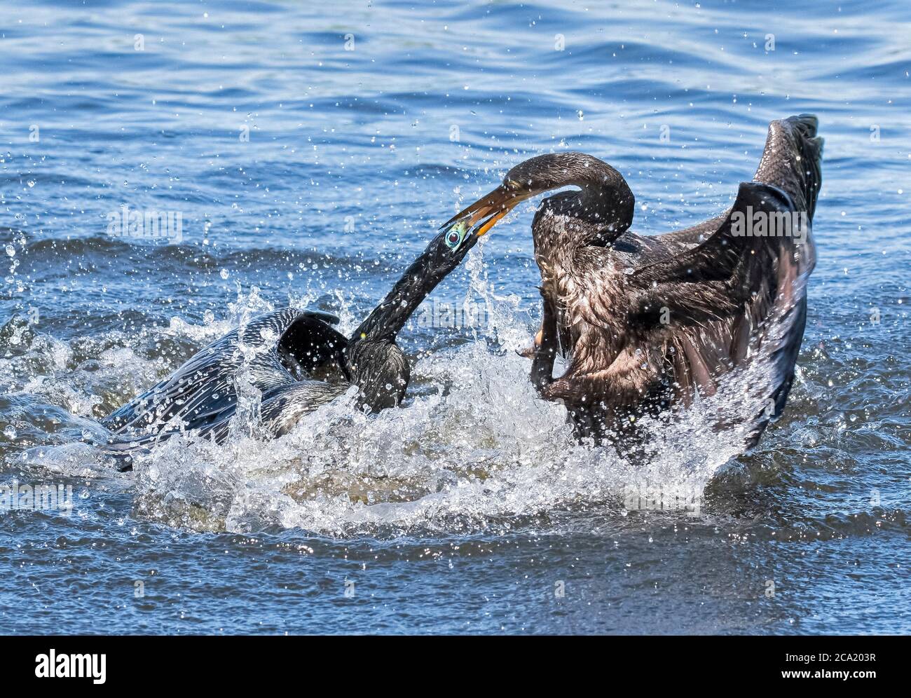 Anhingas, Anhinga anhinga, in a violent territorial fight, Polk County, Florida, USA Stock Photo