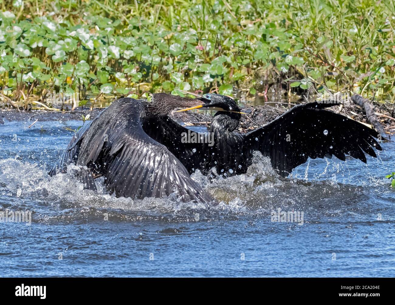 Anhingas, Anhinga anhinga, in a violent territorial fight, Polk County, Florida, USA Stock Photo