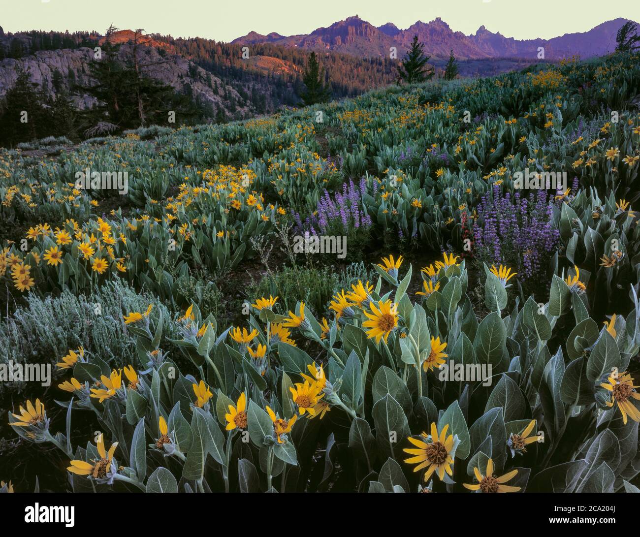 Arrowleaf Balsam Root, Balsamorhiza sagittata, Lupin, Lupinus angustifolius, Carson-Iceberg Wilderness, Toiyabe National Forest, Sierra Nevada Mountai Stock Photo