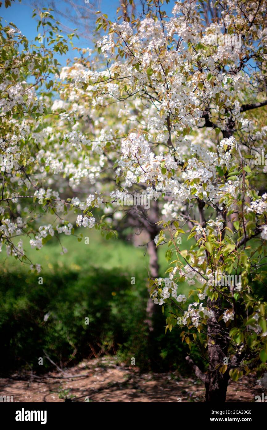 Beautiful blooming flower apple trees hi-res stock photography and ...