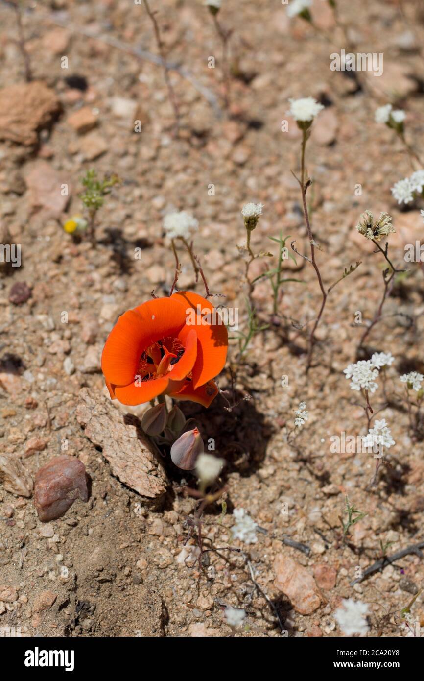 Orange inflorescence, Desert Mariposa Lily, Calochortus Kennedyi, Liliaceae, native perennial, Pioneertown Mountains Preserve, Southern Mojave Desert. Stock Photo
