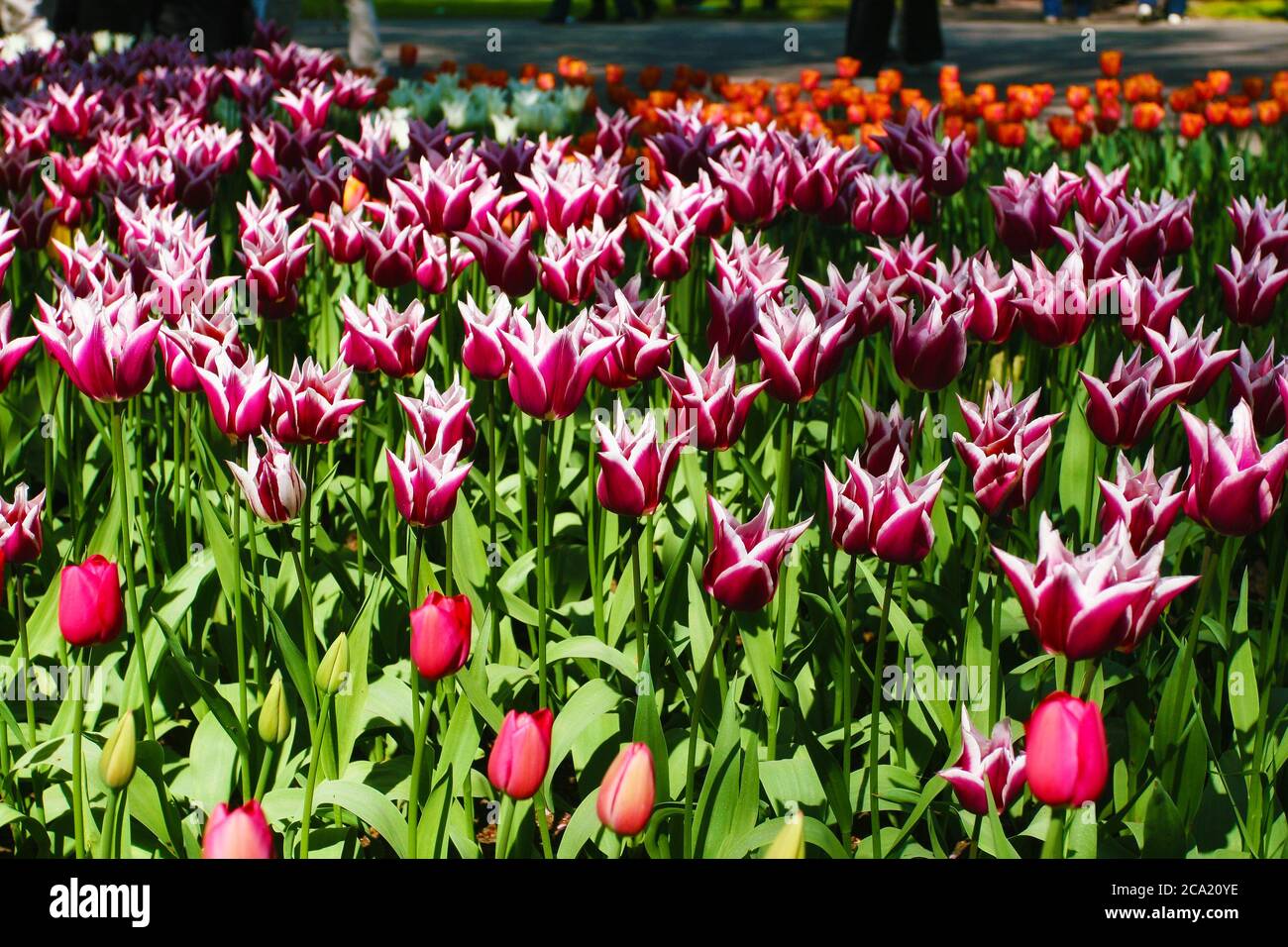 tulips in park keukenhof netherland Stock Photo - Alamy