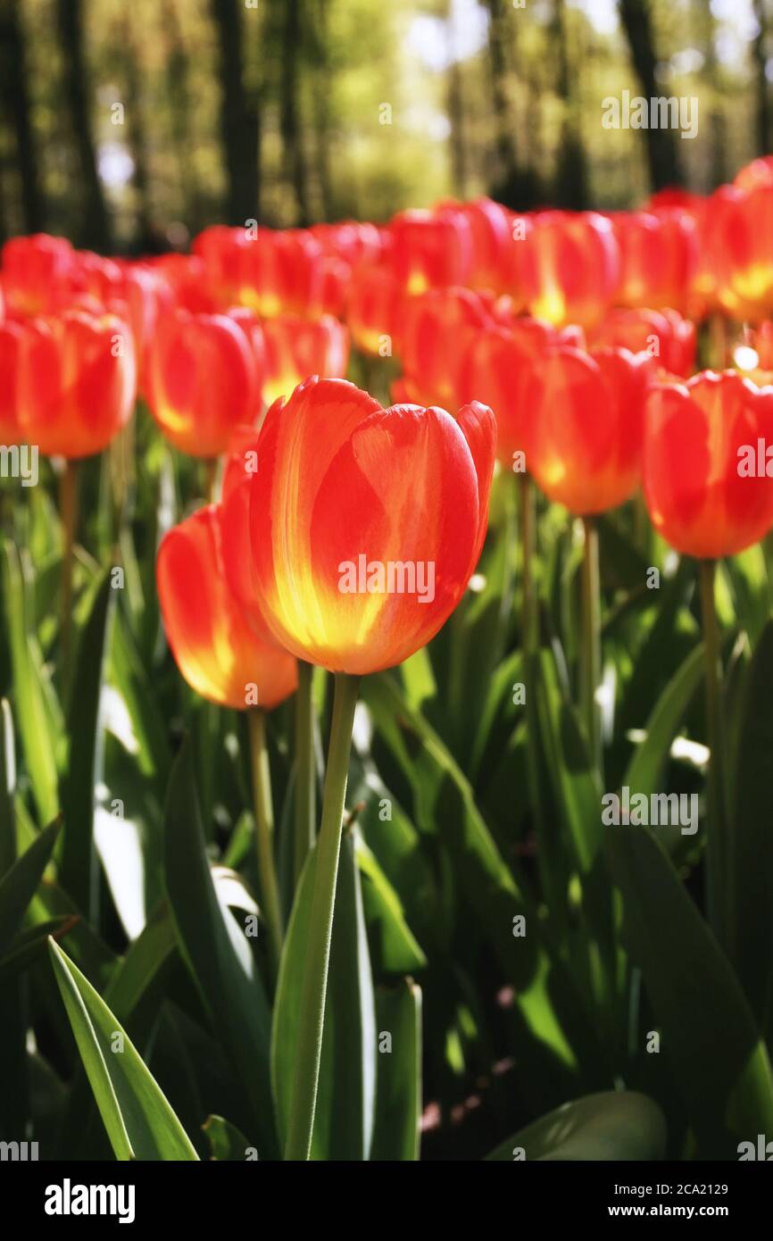 tulips in park keukenhof netherland Stock Photo - Alamy