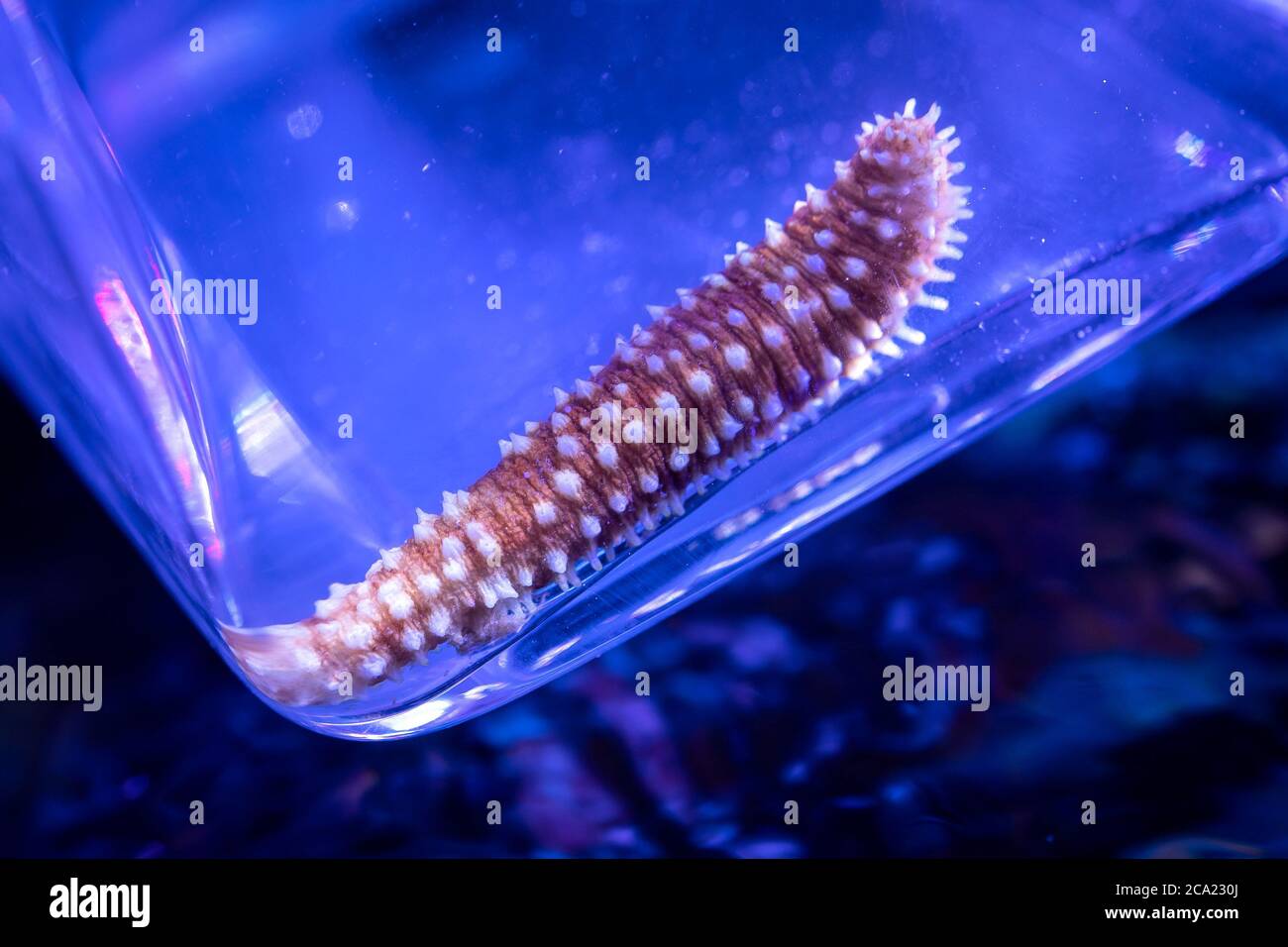 Oldenburg, Germany. 29th July, 2020. A sea cucumber of the genus Holothuria Hilla lies in a glass vessel. Sea cucumbers protect themselves with so-called saponins against the growth of algae or barnacles. Scientists at the University of Oldenburg studied sea cucumbers and substances that could help to produce environmentally friendly organic paints for antifouling coatings for ships. Credit: Sina Schuldt/dpa/Alamy Live News Stock Photo