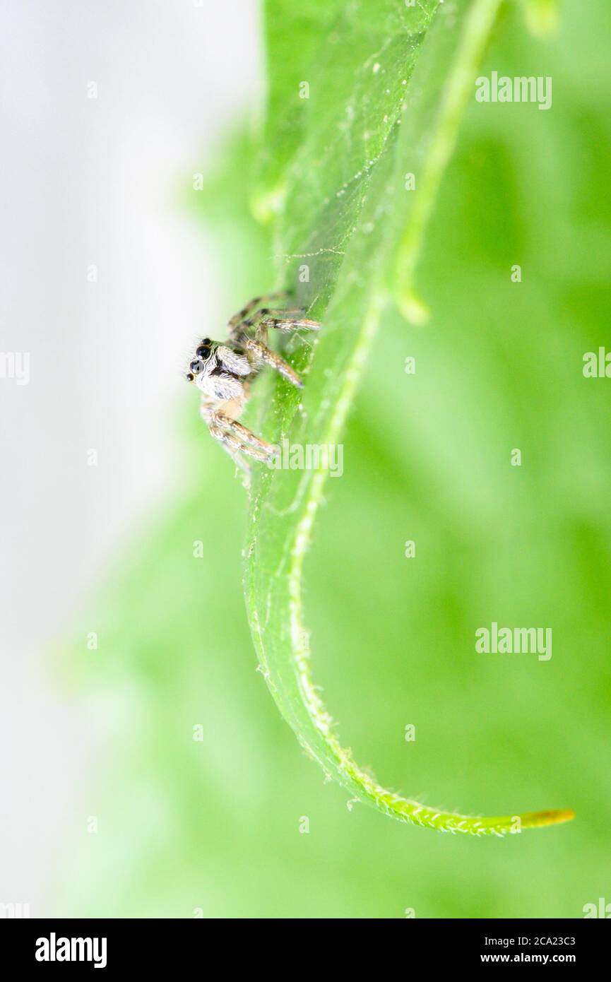 a macro of a jumping spider Stock Photo - Alamy