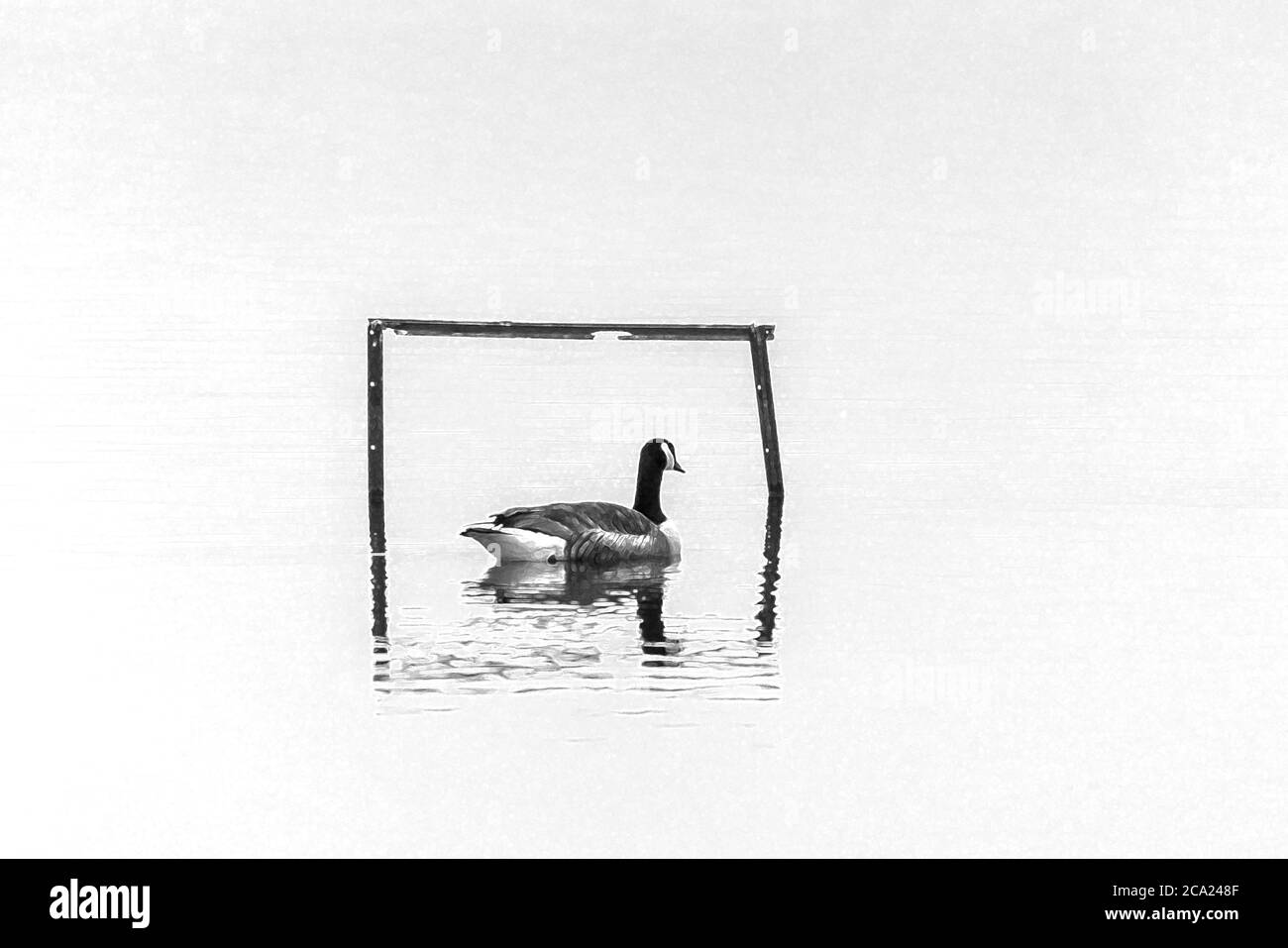 Canada Goose on lake in water underneath birdwatching perch painterly effect. Stock Photo
