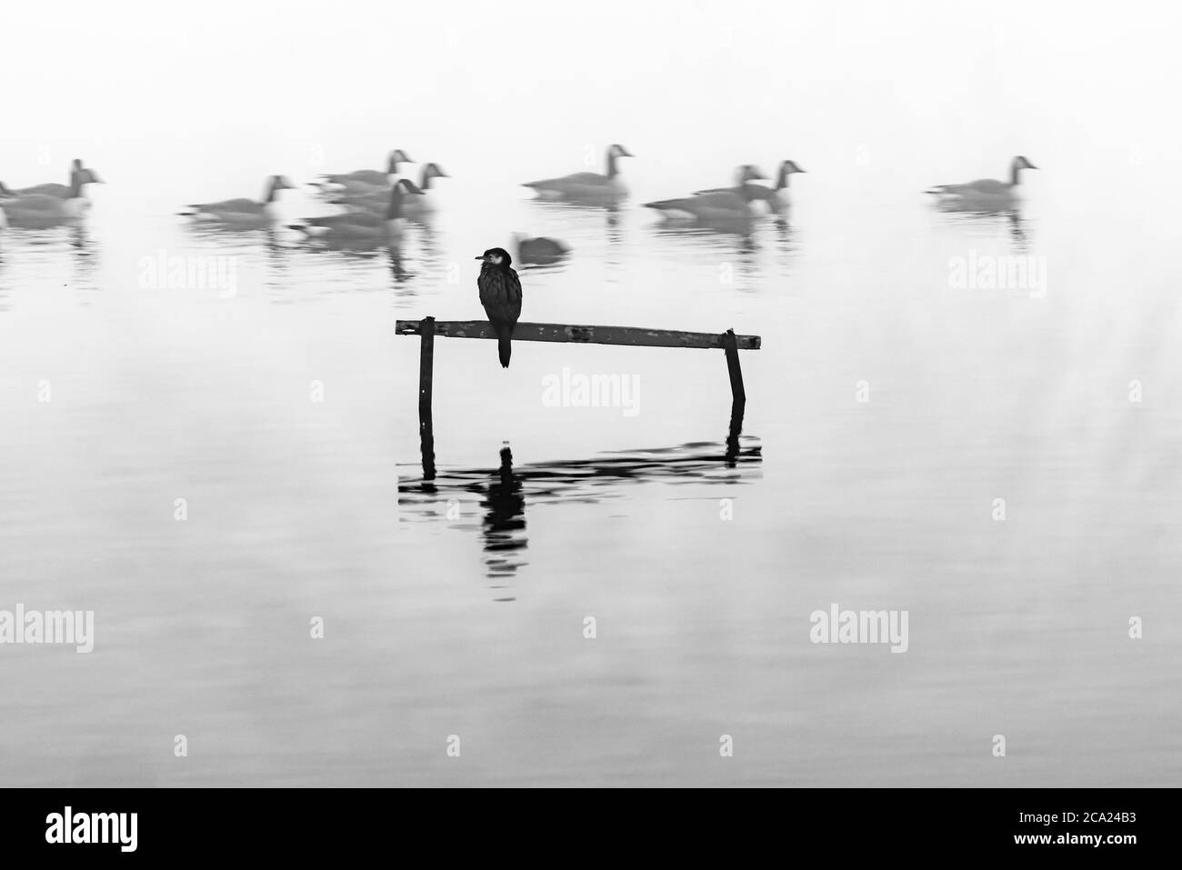 Little shag or cormorant perched on stand in calm water surrounded by mist while Canada geese float past in hazy background. Stock Photo