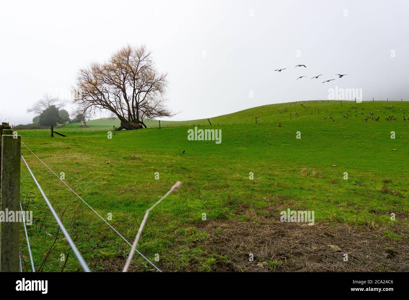 Canada geese about to land on lake hires stock photography and images Alamy