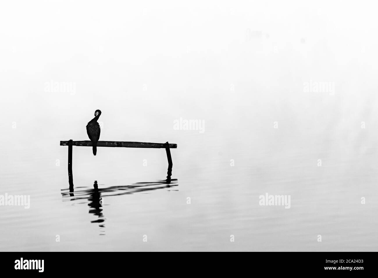 Little shag or cormorant perched on stand in calm water surrounded by mist Stock Photo