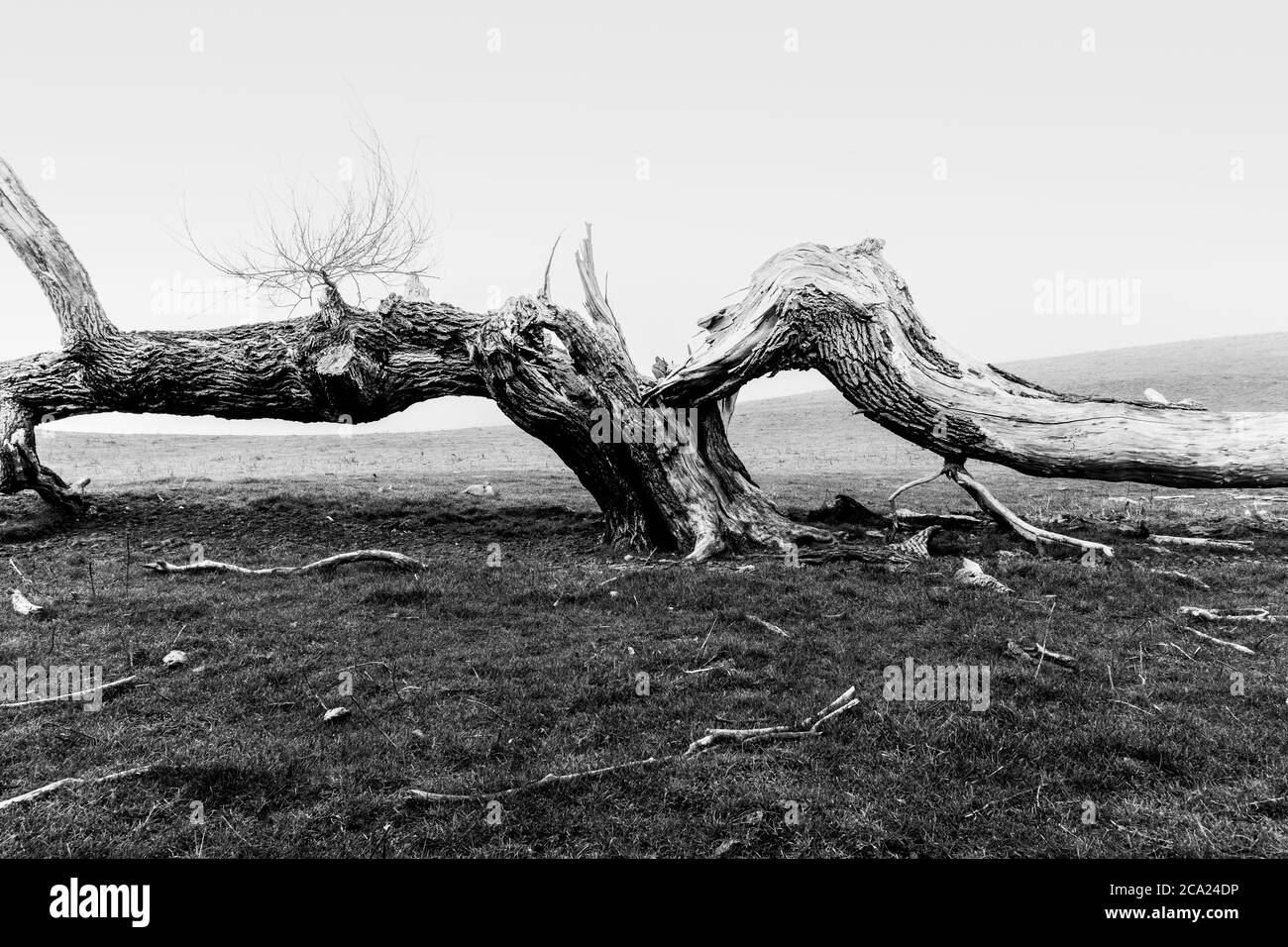 Old tree dead and split lying across ground rustic nature image. Stock Photo