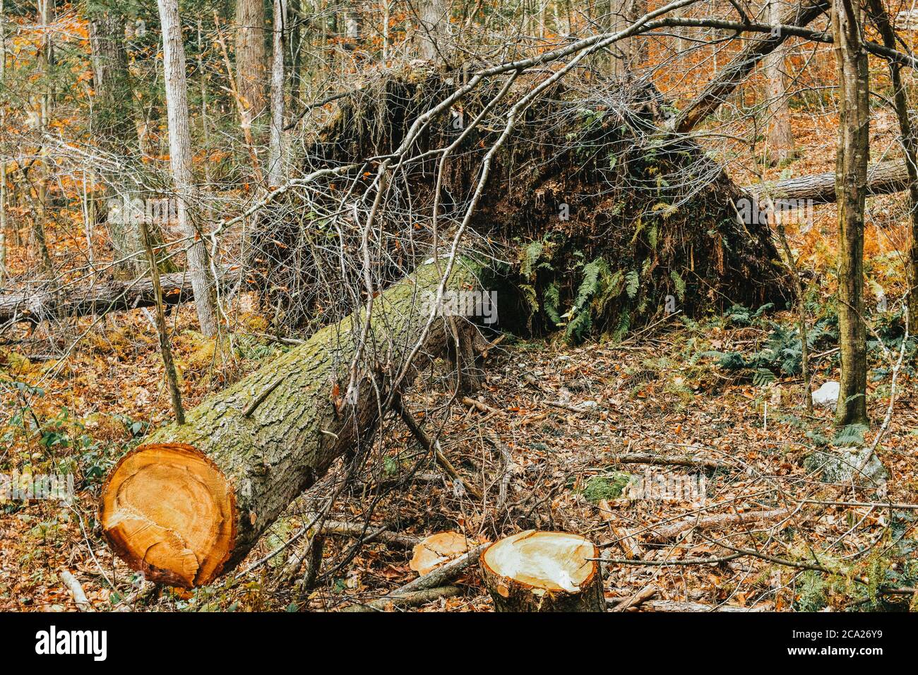 A Large Fallen Tree That's Been Cut in Half With Its Roots Pulled Up ...