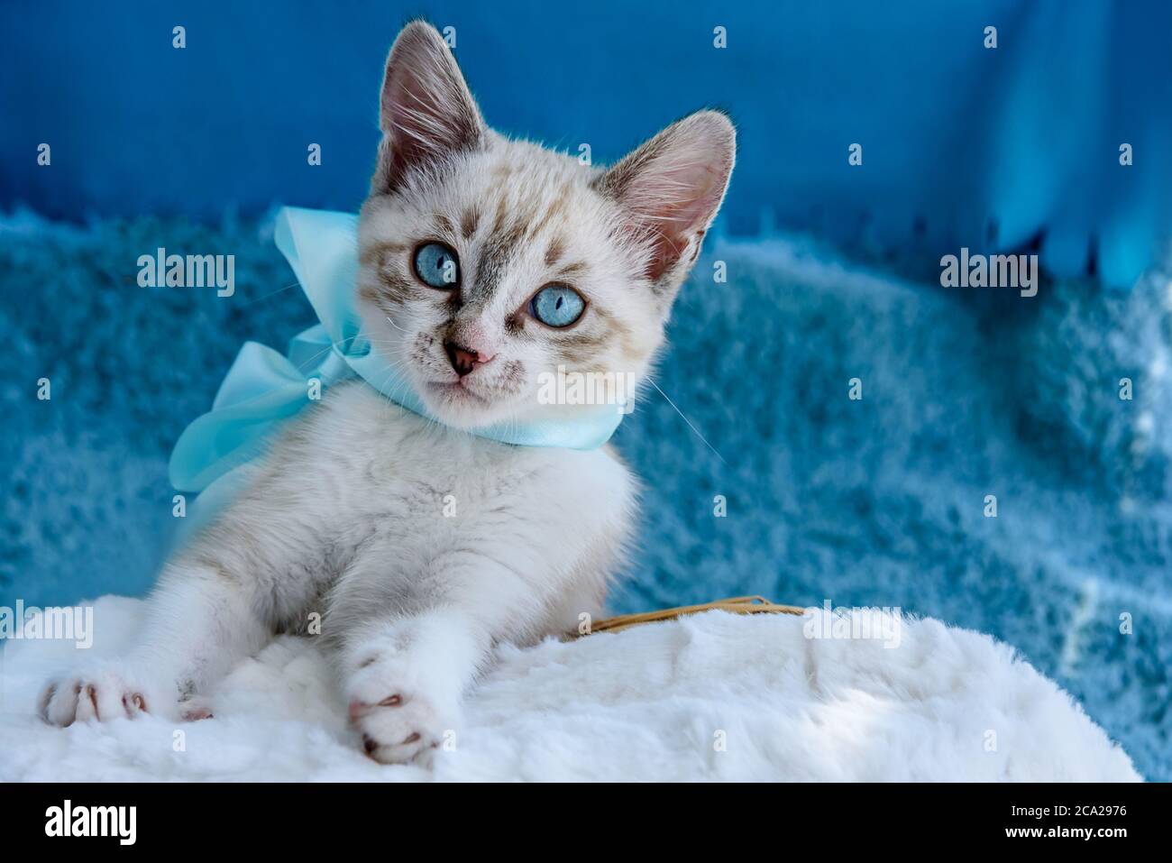 Cute tabby kitten with blue eyes and bow on the blue background Stock ...