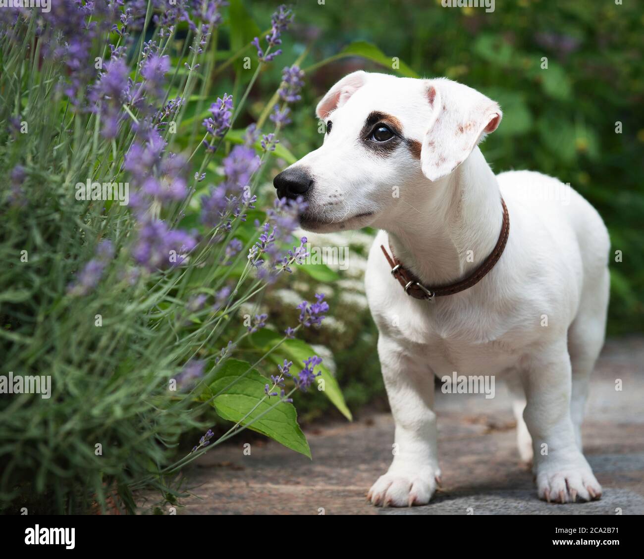 White Jack Russell terrier dog in the park on grass Stock Photo