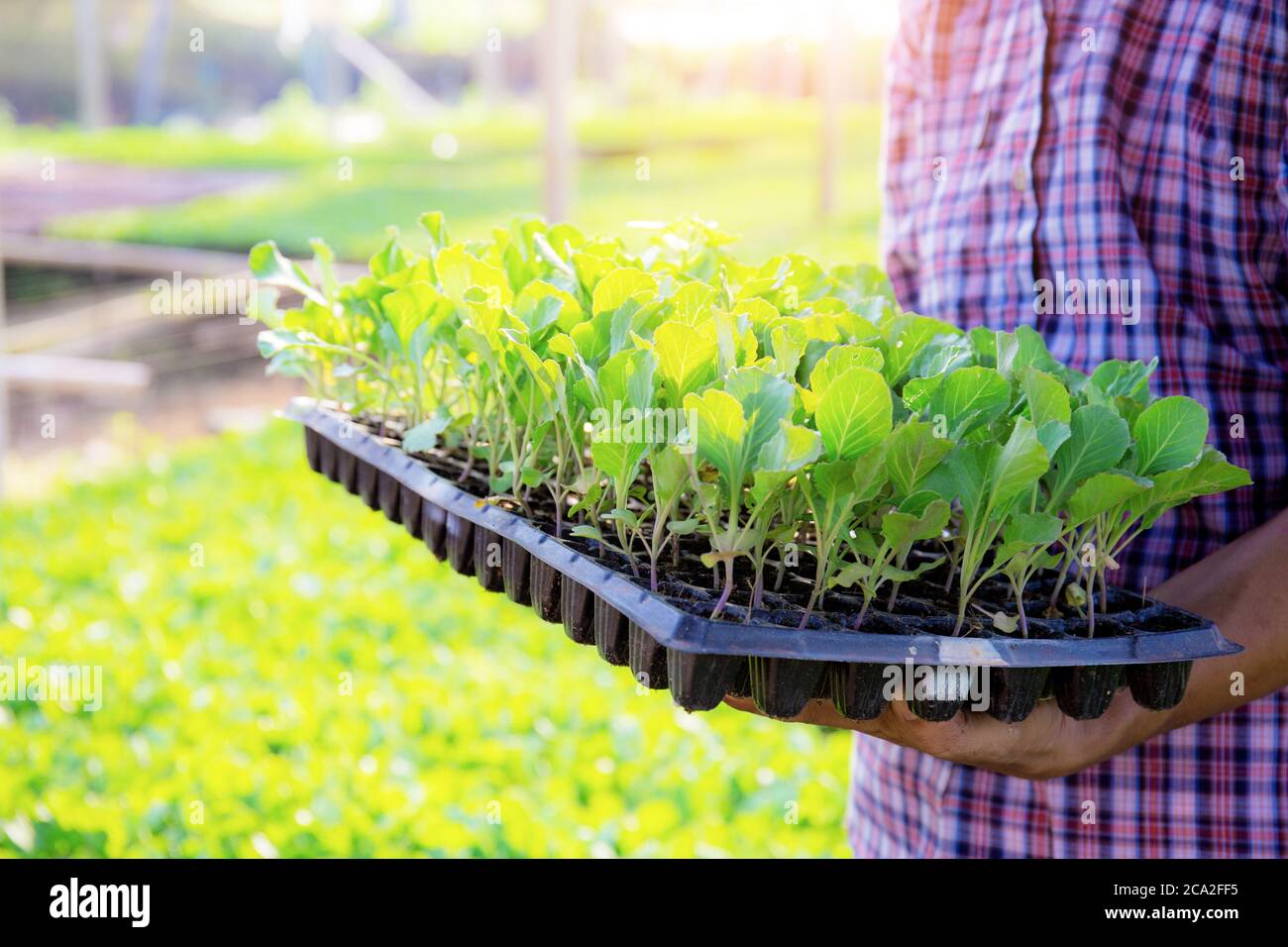 Gardeners carrying organic vegetable trays for planting Stock Photo Alamy