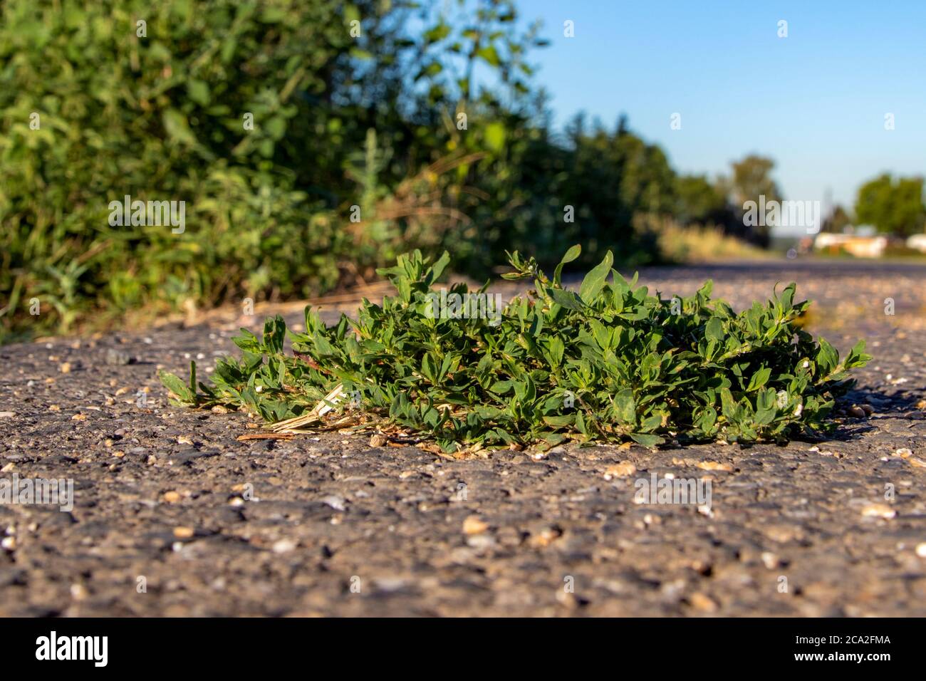 single plant growing from a crack in the asphalt of a road, Polygonum Aviculare L., outdoors Stock Photo