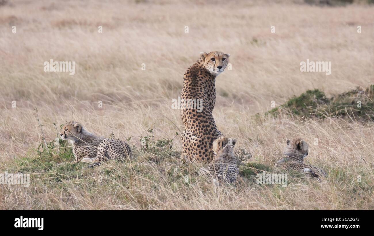 a rear view of a mother cheetah with three cubs at masai mara Stock Photo