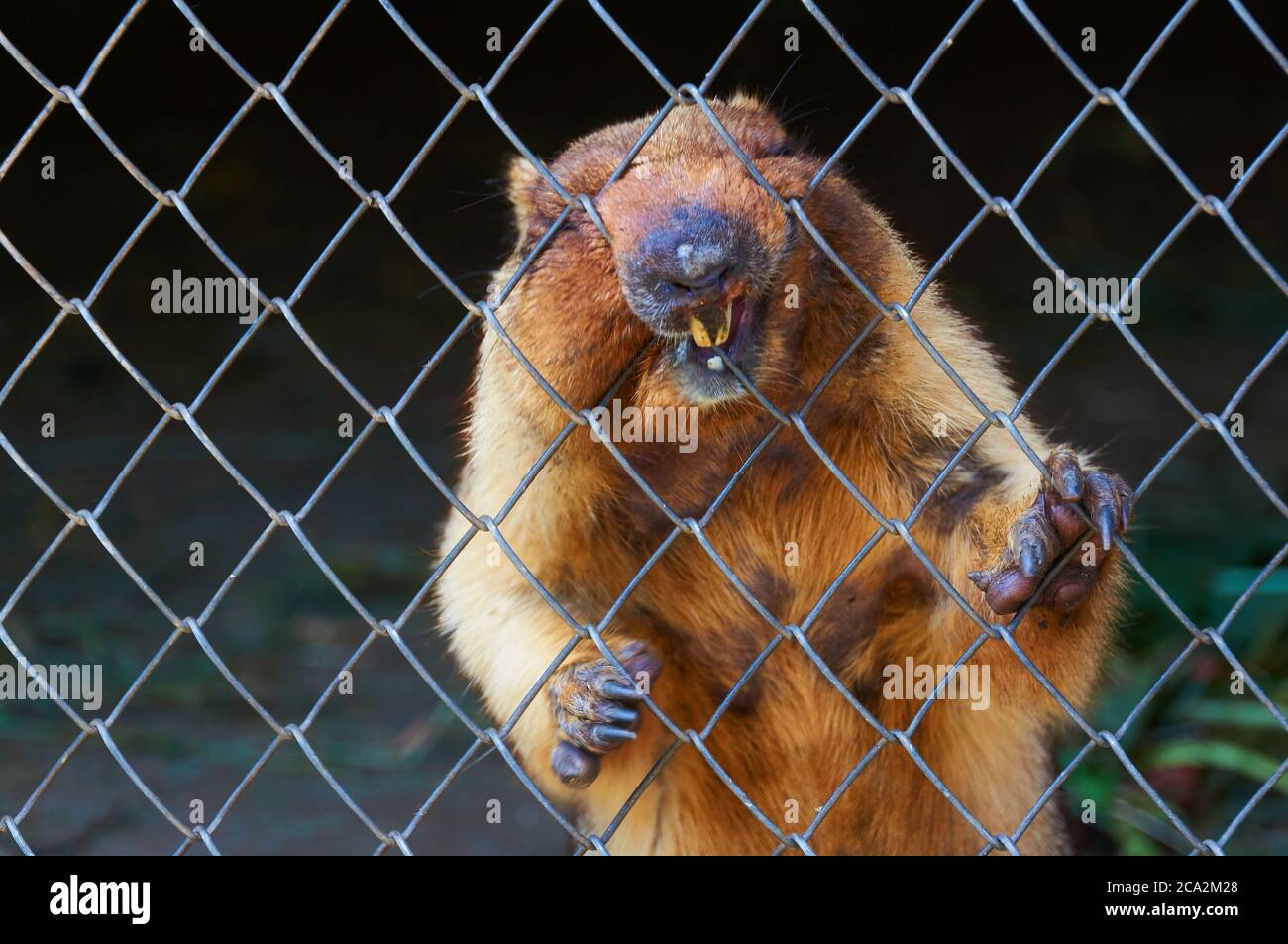 Young beaver behind bars in a zoo. Stock Photo