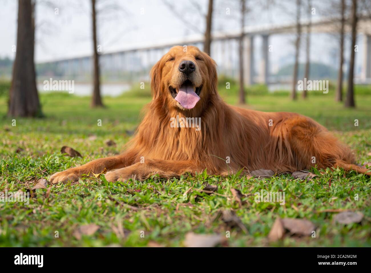 Golden retriever lying on the grass Stock Photo - Alamy