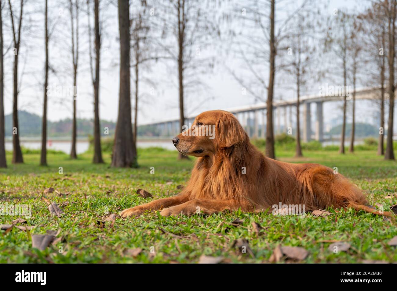 Golden retriever lying on the grass Stock Photo - Alamy