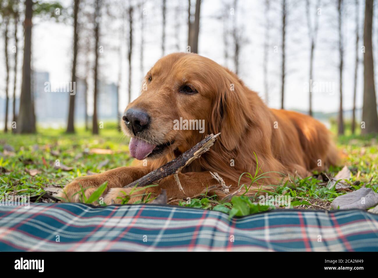 Golden retriever lying on the grass and biting a tree branch Stock ...