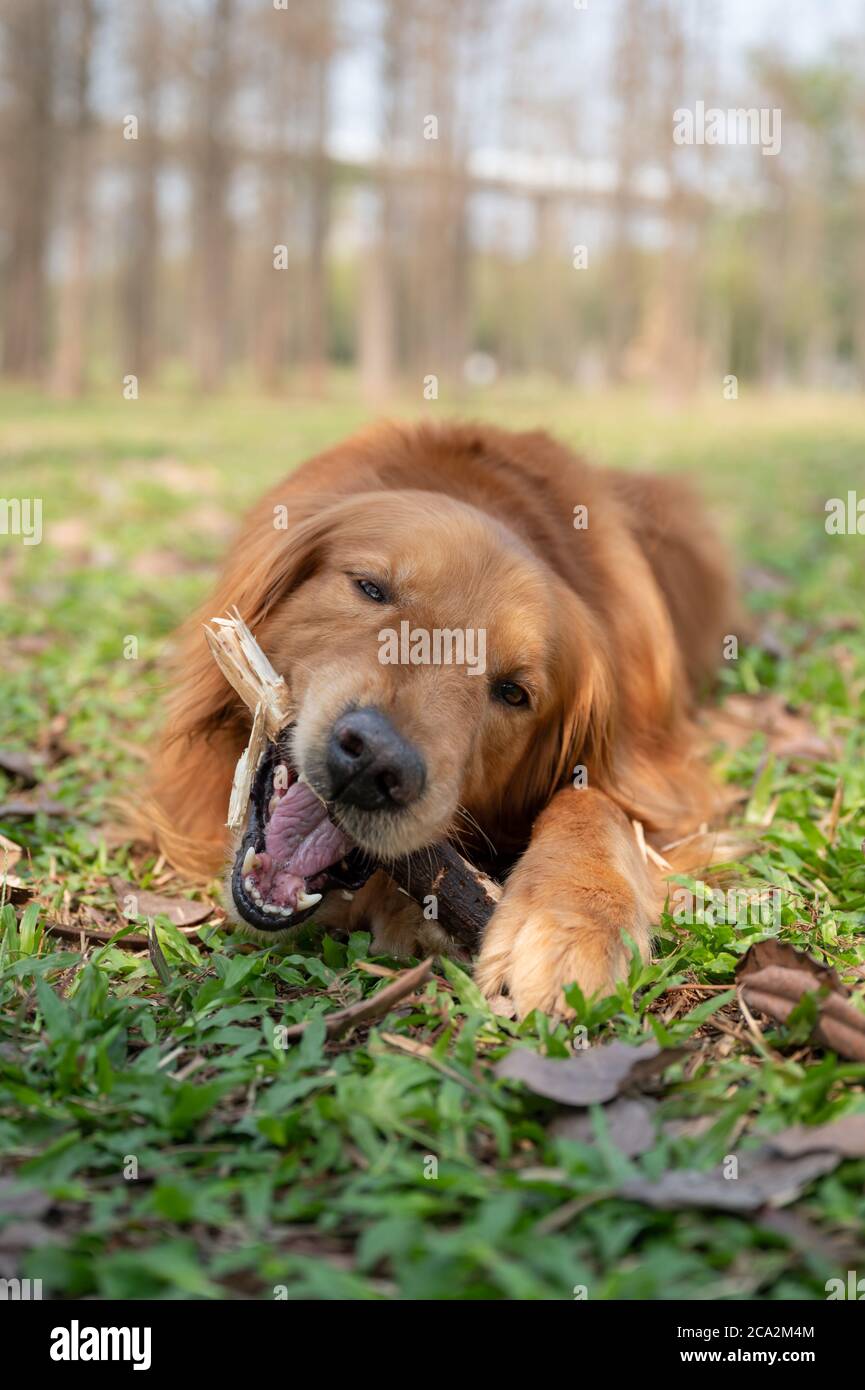 Golden retriever lying on the grass and biting a tree branch Stock ...
