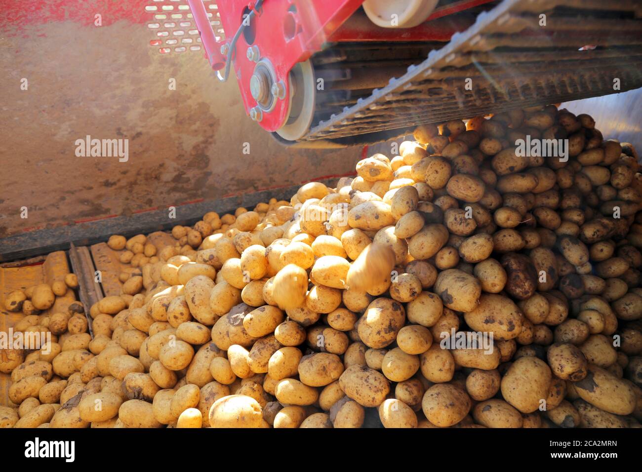 Agricultural potato harvest Stock Photo