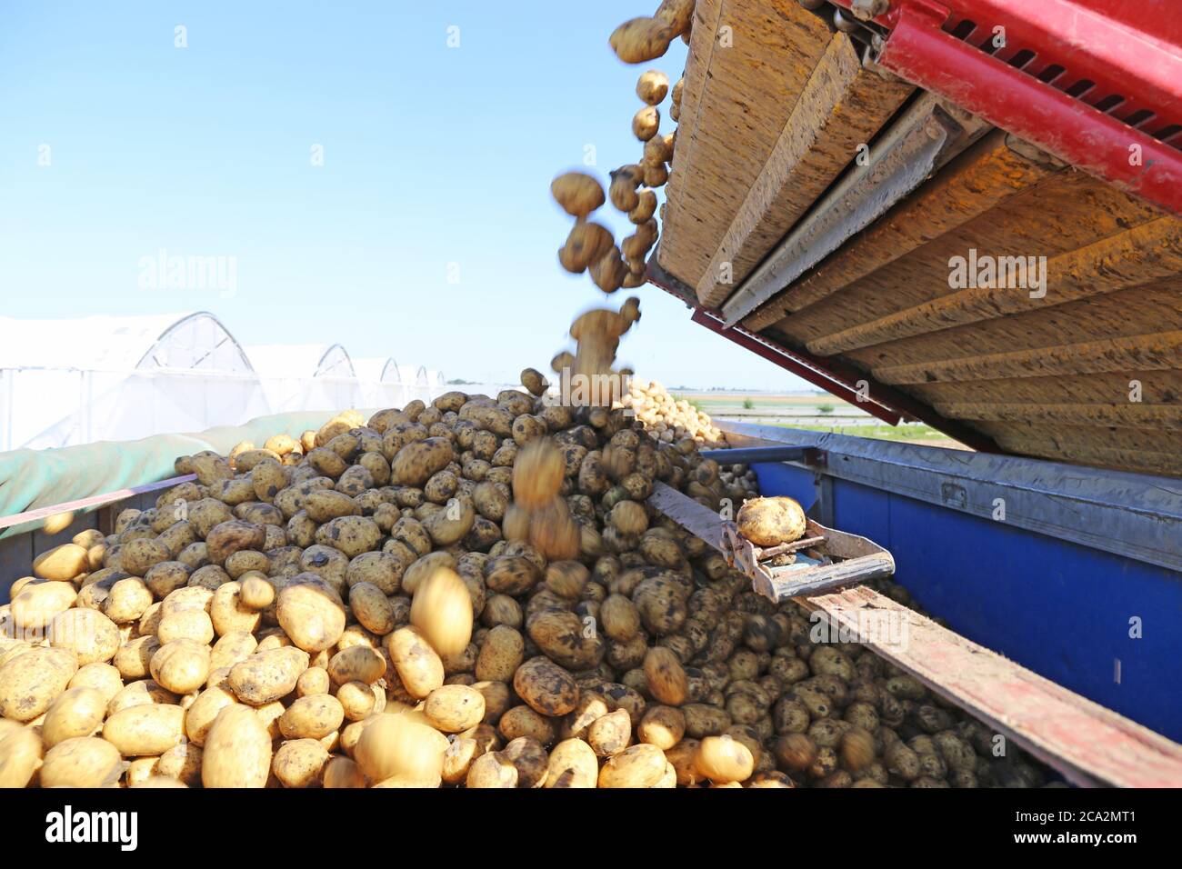 Agricultural potato harvest Stock Photo