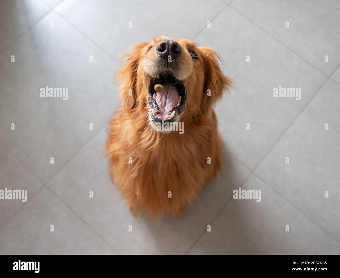 The moment the golden retriever opened his mouth to catch dog food Stock Photo Alamy