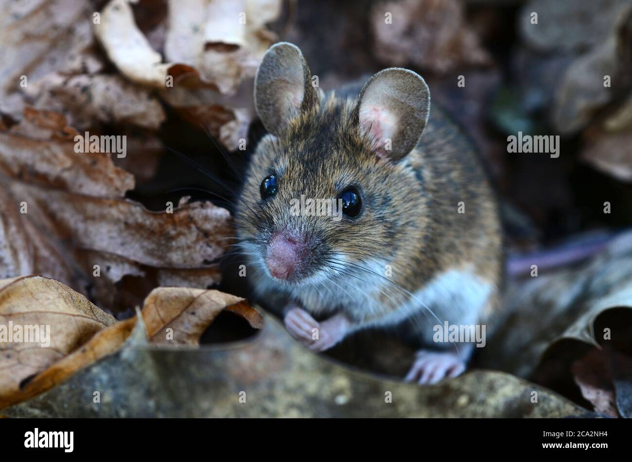 Apodemus sylvaticus 2024