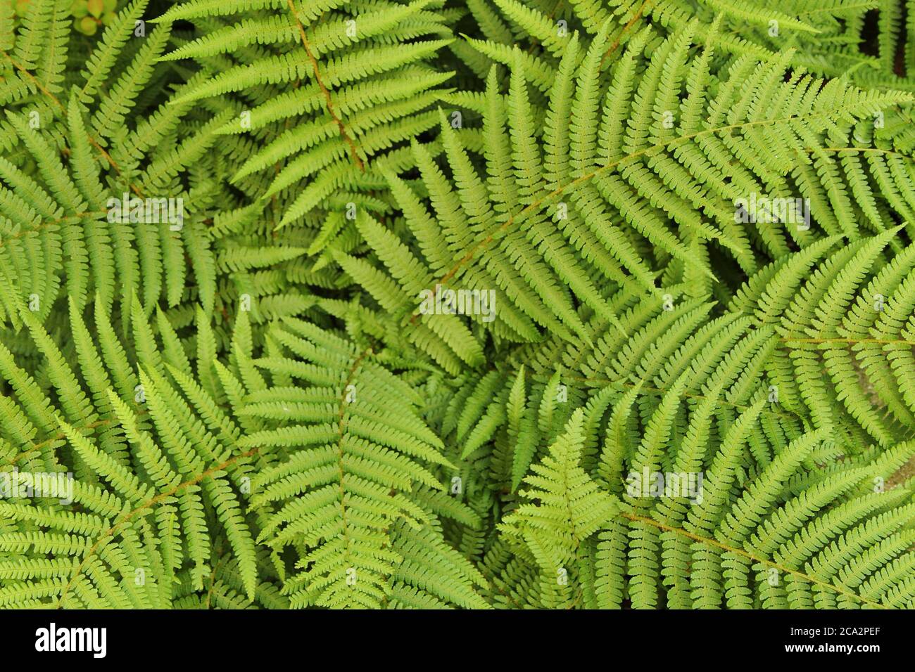 fresh green leafy background from the forest Stock Photo - Alamy