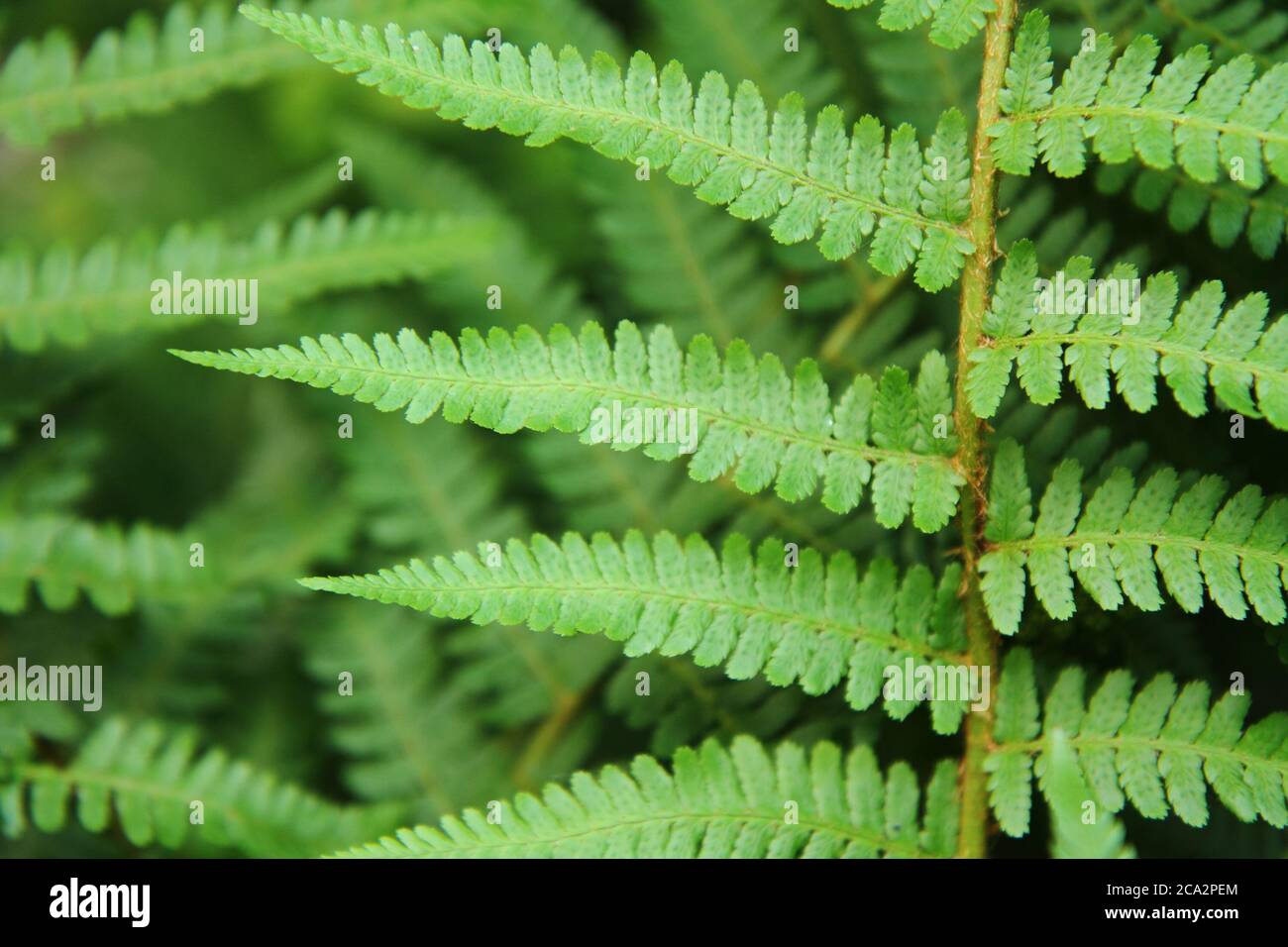 fresh green leafy background from the forest Stock Photo - Alamy