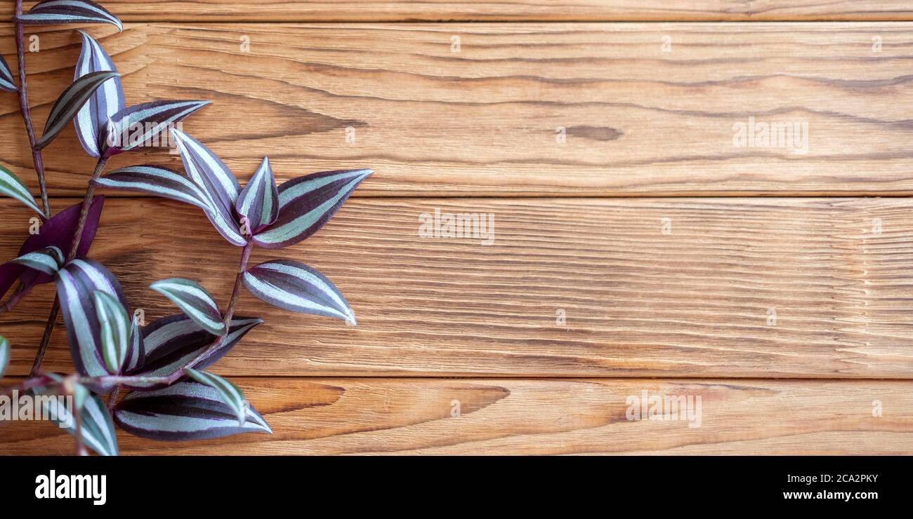 Background with plant tradescantia zebrina. Warm wood background. Place for your text. Stock Photo
